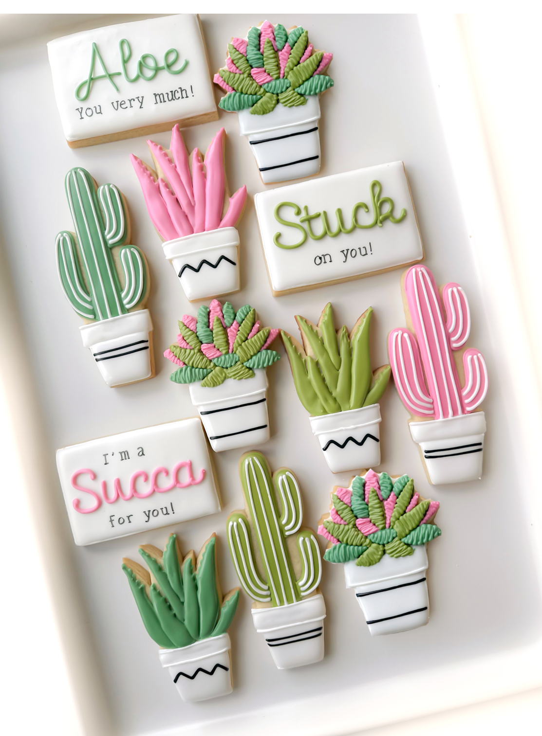 aloe vera plant, cactus in pot, succulent, succa for you, aloe you very much, stuck on you valentine cookies